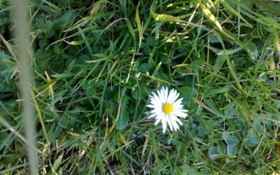 “HÁGASE TU VOLUNTAD”