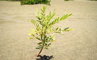 ESTE ES EL TIEMPO…