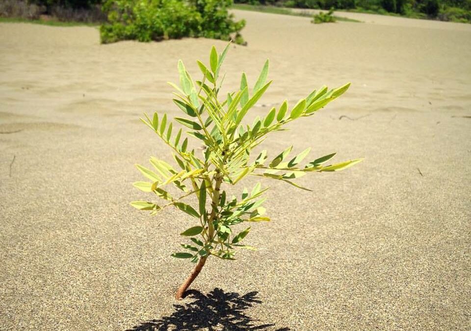 ESTE ES EL TIEMPO…