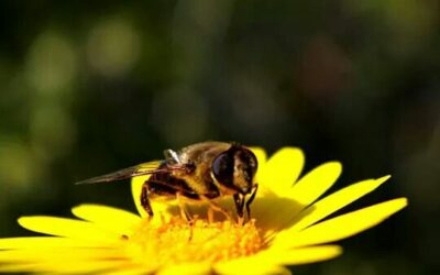 HERMANA-MADRE TIERRA