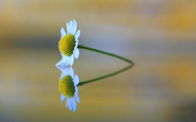 EL ESPEJO DE LA VIDA