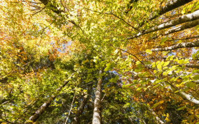 “TODO ESTÁ CONECTADO”