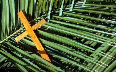 REFLEXION DE UN RAMO DE OLIVO…